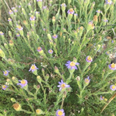 Vittadinia cuneata (Fuzzweed, New Holland Daisy) at Molonglo Valley, ACT - 19 Oct 2021 by dgb900