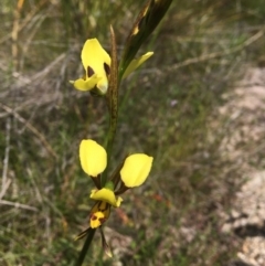 Diuris sulphurea (Tiger Orchid) at Tennent, ACT - 24 Oct 2021 by dgb900