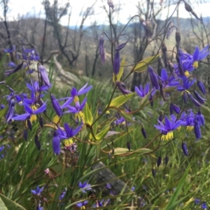 Stypandra glauca at Tennent, ACT - 24 Oct 2021