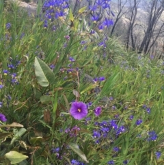 Stypandra glauca at Tennent, ACT - 24 Oct 2021