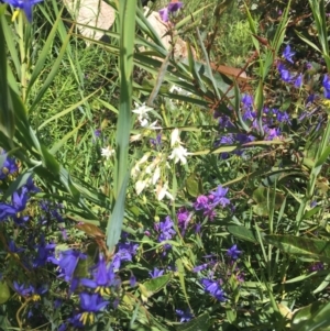 Stypandra glauca at Tennent, ACT - 24 Oct 2021