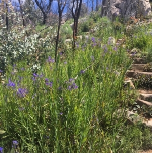 Stypandra glauca at Tennent, ACT - 24 Oct 2021