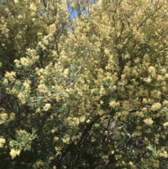 Pomaderris angustifolia (Pomaderris) at Tennent, ACT - 24 Oct 2021 by dgb900