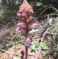 Orobanche minor (Broomrape) at Tennent, ACT - 24 Oct 2021 by dgb900