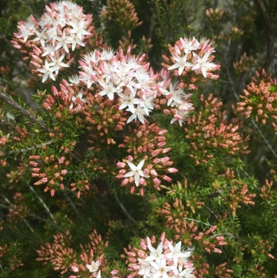 Calytrix tetragona (Common Fringe-myrtle) at Tennent, ACT - 24 Oct 2021 by dgb900