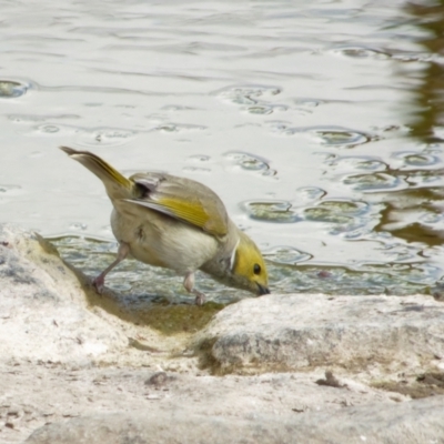 Ptilotula penicillata (White-plumed Honeyeater) at Lyneham, ACT - 24 Oct 2021 by RobertD