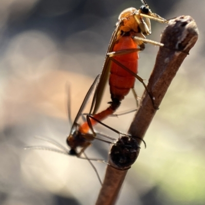 Sciaroidea sp. (Superfamily) (A fungus gnat or gall midge) at Jerrabomberra, NSW - 23 Oct 2021 by Steve_Bok