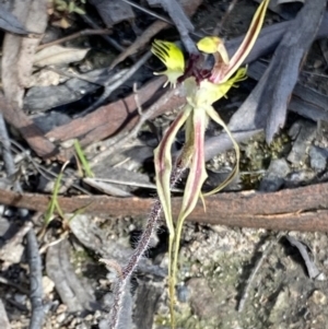 Caladenia atrovespa at Fadden, ACT - 24 Oct 2021