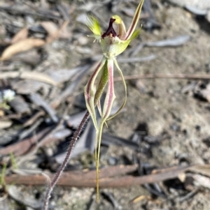 Caladenia atrovespa at Fadden, ACT - 24 Oct 2021