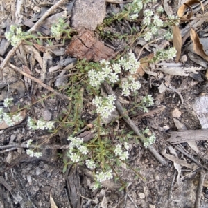 Poranthera microphylla at Fadden, ACT - 24 Oct 2021 05:30 PM