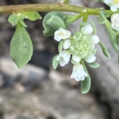 Poranthera microphylla at Fadden, ACT - 24 Oct 2021 05:30 PM