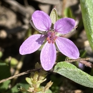 Erodium cicutarium at Jerrabomberra, NSW - 24 Oct 2021