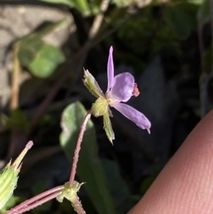 Erodium cicutarium at Jerrabomberra, NSW - 24 Oct 2021