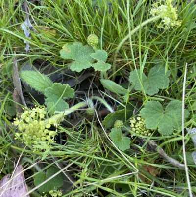 Hydrocotyle laxiflora (Stinking Pennywort) at Mount Jerrabomberra QP - 23 Oct 2021 by Steve_Bok