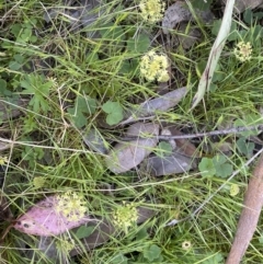 Hydrocotyle laxiflora at Jerrabomberra, NSW - 24 Oct 2021