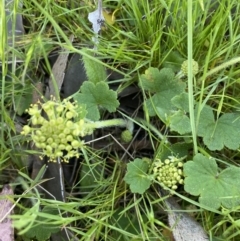 Hydrocotyle laxiflora at Jerrabomberra, NSW - 24 Oct 2021