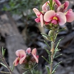 Dillwynia sieberi (Sieber's Parrot Pea) at Wanniassa Hill - 24 Oct 2021 by RAllen