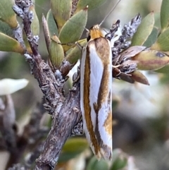Phytotrypa propriella (A concealer moth) at Wanniassa Hill - 24 Oct 2021 by RAllen