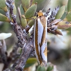 Phytotrypa propriella (A Concealer moth (Wingia group)) at Jerrabomberra, ACT - 24 Oct 2021 by RAllen