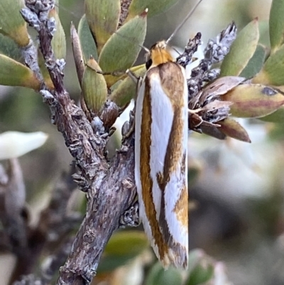 Phytotrypa propriella (A Concealer moth (Wingia group)) at Jerrabomberra, ACT - 24 Oct 2021 by RAllen