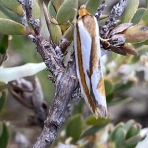 Phytotrypa propriella at Jerrabomberra, ACT - 24 Oct 2021 04:45 PM