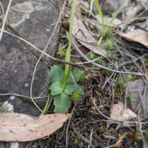 Pterostylis nutans at Acton, ACT - 24 Oct 2021