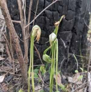 Pterostylis nutans at Acton, ACT - 24 Oct 2021