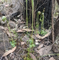 Pterostylis nutans at Acton, ACT - 24 Oct 2021