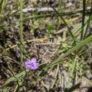 Thysanotus patersonii at Acton, ACT - 24 Oct 2021