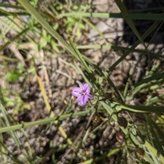 Thysanotus patersonii at Acton, ACT - 24 Oct 2021 11:16 AM