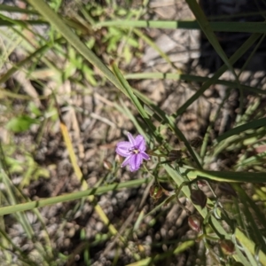 Thysanotus patersonii at Acton, ACT - 24 Oct 2021