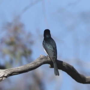 Myiagra cyanoleuca at Hawker, ACT - 24 Oct 2021 08:45 AM