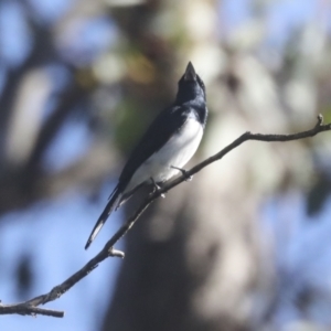 Myiagra cyanoleuca at Hawker, ACT - 24 Oct 2021 08:45 AM