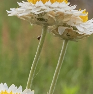 Leucochrysum albicans subsp. tricolor at Macarthur, ACT - 24 Oct 2021