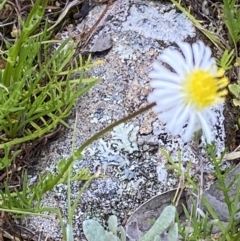 Calotis anthemoides (Chamomile Burr-daisy) at Macarthur, ACT - 24 Oct 2021 by RAllen