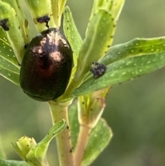 Chrysolina quadrigemina (Greater St Johns Wort beetle) at Macarthur, ACT - 24 Oct 2021 by RAllen