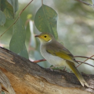 Ptilotula penicillata at Jerrabomberra, NSW - 24 Oct 2021