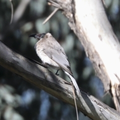 Philemon corniculatus (Noisy Friarbird) at Hawker, ACT - 23 Oct 2021 by AlisonMilton