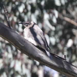 Philemon corniculatus at Hawker, ACT - 24 Oct 2021