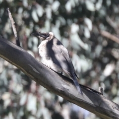 Philemon corniculatus at Hawker, ACT - 24 Oct 2021