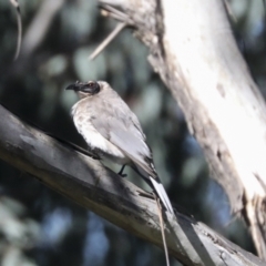 Philemon corniculatus at Hawker, ACT - 24 Oct 2021