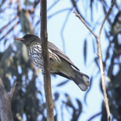 Oriolus sagittatus (Olive-backed Oriole) at The Pinnacle - 23 Oct 2021 by AlisonMilton