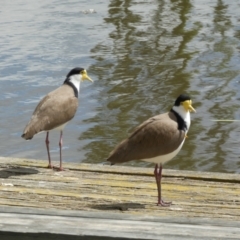 Vanellus miles (Masked Lapwing) at Jerrabomberra, NSW - 24 Oct 2021 by Steve_Bok