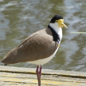 Vanellus miles at Jerrabomberra, NSW - 24 Oct 2021