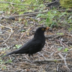 Turdus merula (Eurasian Blackbird) at Jerrabomberra, NSW - 24 Oct 2021 by SteveBorkowskis