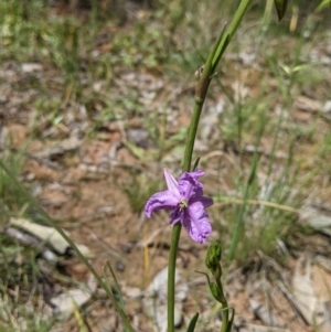 Arthropodium strictum at Munyabla, NSW - 22 Oct 2021