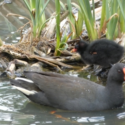 Gallinula tenebrosa (Dusky Moorhen) at Jerrabomberra, NSW - 24 Oct 2021 by SteveBorkowskis
