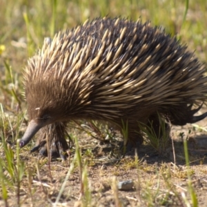 Tachyglossus aculeatus at Cook, ACT - 24 Oct 2021