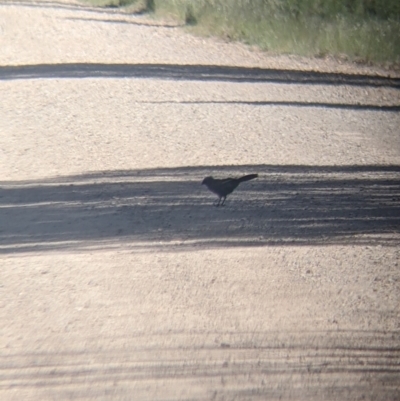 Struthidea cinerea (Apostlebird) at Henty, NSW - 22 Oct 2021 by Darcy