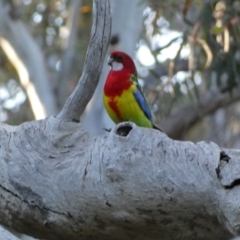 Platycercus eximius (Eastern Rosella) at Mount Jerrabomberra - 24 Oct 2021 by SteveBorkowskis
